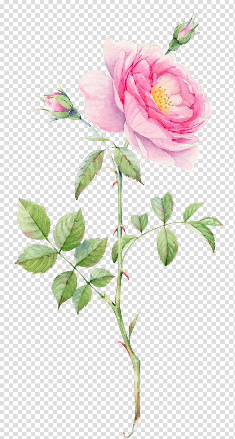 Bouquet Of Flowers Drawing, Watercolor Painting, Rose, Leaf, Flower Bouquet, Plant, Prickly Rose, Pink transparent background PNG clipart