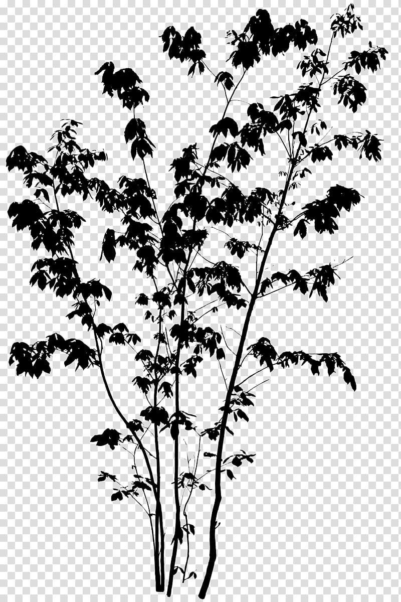 Tree Branch Silhouette, Twig, Quercus Serrata, Kousa Dogwood, Longstalk Holly, Plant Stem, 3D Computer Graphics, Gate transparent background PNG clipart