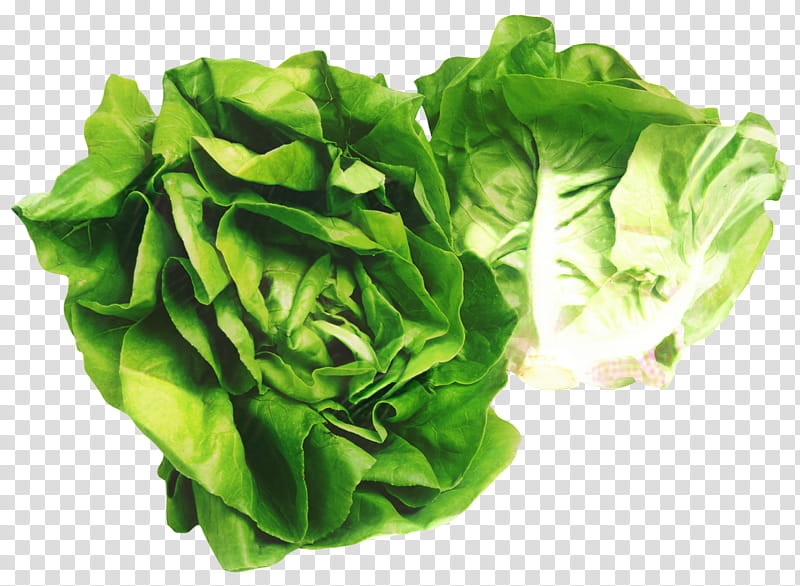 Green Leaf, Butterhead Lettuce, Lettuce Sandwich, Iceberg Lettuce, Salad, Vegetable, Greens, Romaine Lettuce transparent background PNG clipart