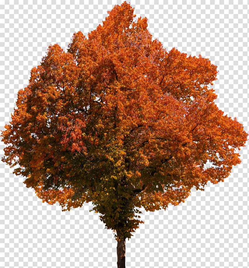 Family Tree, Fall Tree, Autumn, Autumn Leaf Color, Deciduous, Plant, Woody Plant, Maple transparent background PNG clipart