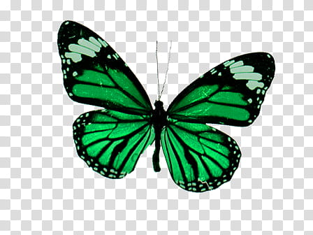 Mariposas, green butterfly transparent background PNG clipart