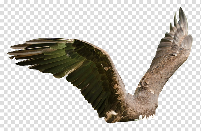 Raptor Center  Cutout, brown feathered wings transparent background PNG clipart