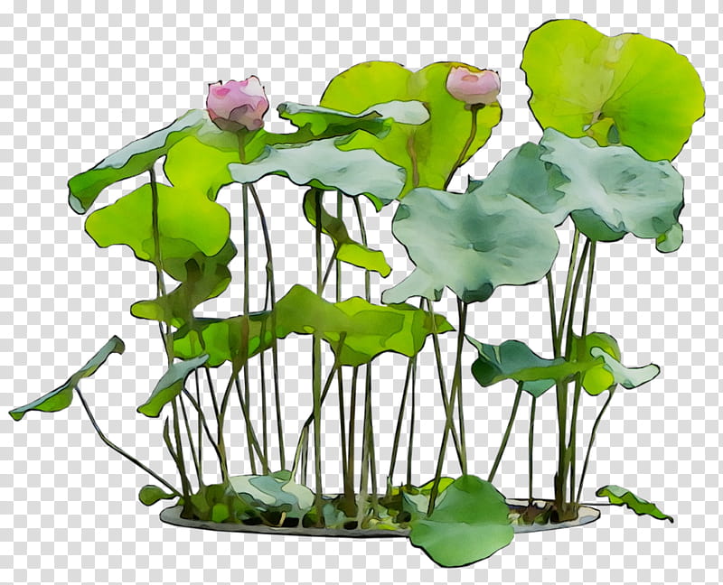 Lily Flower, Garden Croton, Cut Flowers, Plant Stem, Flowerpot, Floral Design, Painterspalette, Plants transparent background PNG clipart