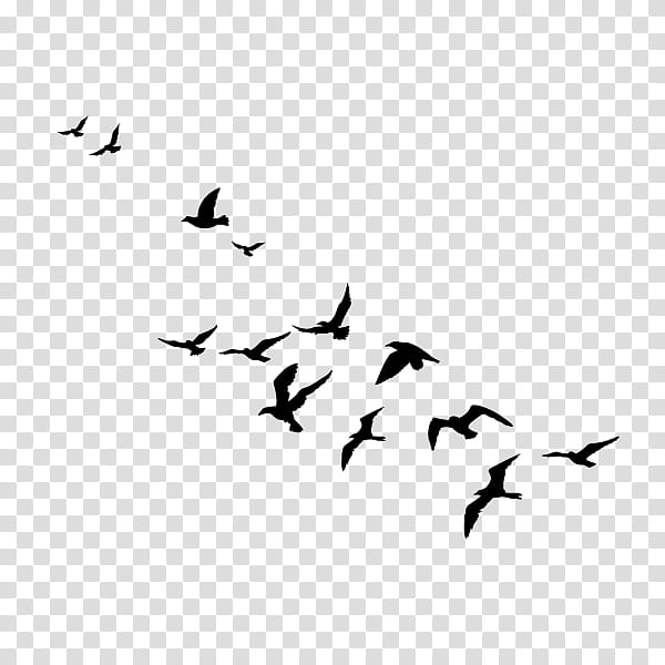 Bird Tattoo, Bird Migration, Flock, Swans, Goose, Animal Migration, Common Ostrich, Feather transparent background PNG clipart