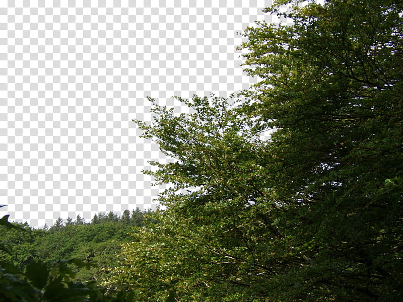 Nature Foreground, green trees transparent background PNG clipart