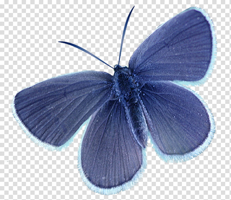 Butterflies, holly blue butterfly transparent background PNG clipart