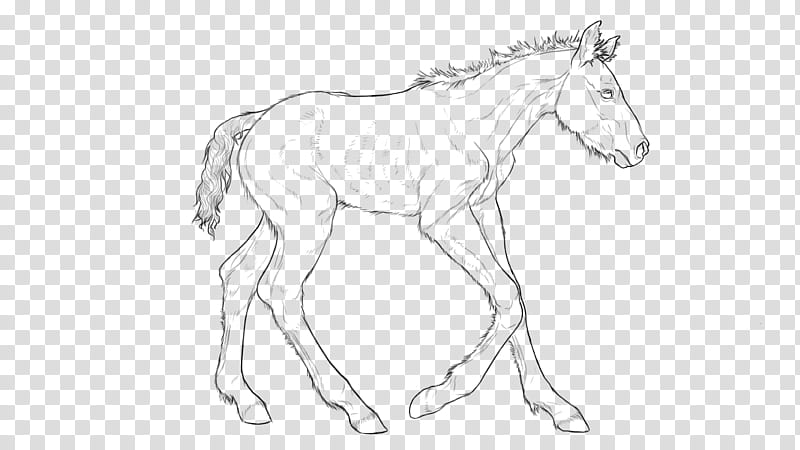 Free Greyscale foal, horse sketch transparent background PNG clipart