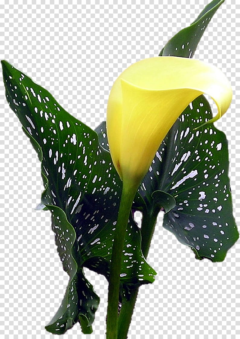 golden arum lily, yellow flower transparent background PNG clipart