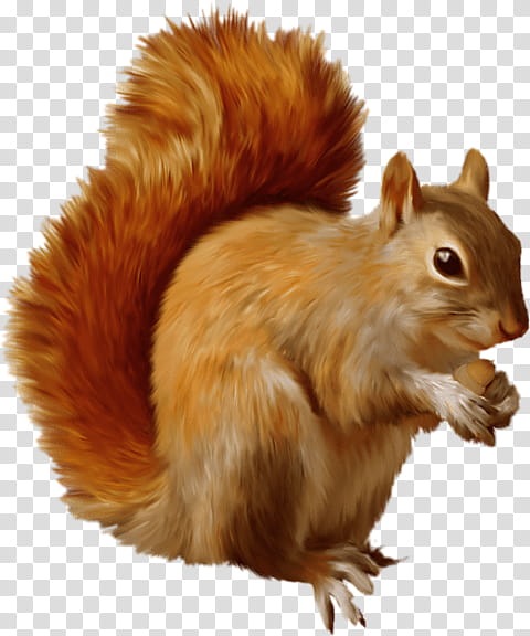 Squirrel, Red Squirrel, Eastern Gray Squirrel, Fox Squirrel, Tree Squirrel, Animal, Eurasian Red Squirrel, Tail transparent background PNG clipart
