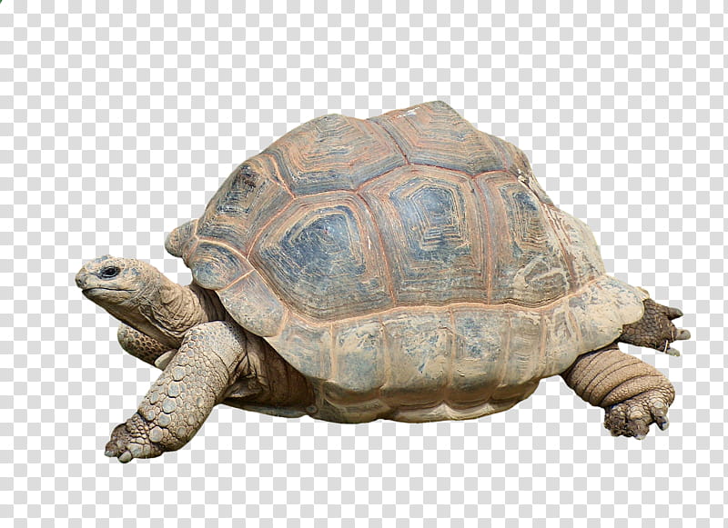 Turtle, Reptile, Aldabra Giant Tortoise, Common Tortoise, African Spurred Tortoise, Snapping Turtles, Terrapin, Box Turtles transparent background PNG clipart