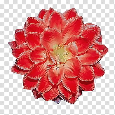 red dahlia flower transparent background PNG clipart