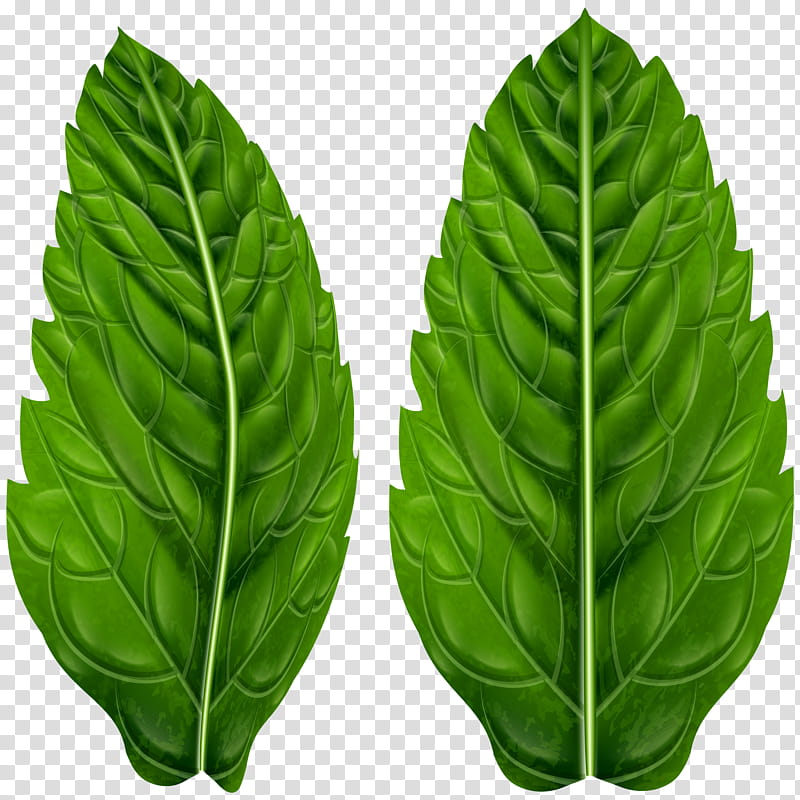 Green Leaf, Chard, Basil, Leaf Vegetable, Plant, Flower, Tatsoi, Arugula transparent background PNG clipart