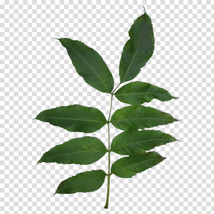 Tree Branch, Leaf, Flash Video, Lofter, Plant, Plant Stem transparent background PNG clipart