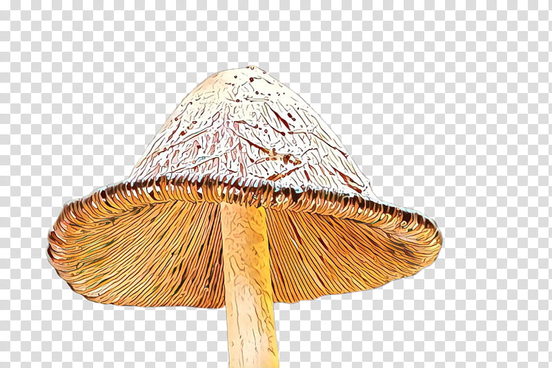 mushroom umbrella hat cone transparent background PNG clipart