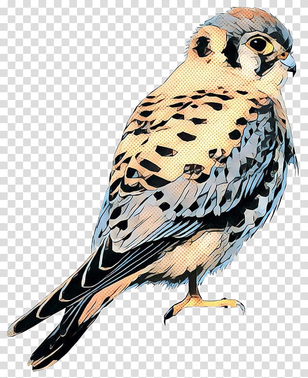 Owl, Beak, Hawk, Feather, Falcon, Bird, Peregrine Falcon, Bird Of Prey transparent background PNG clipart