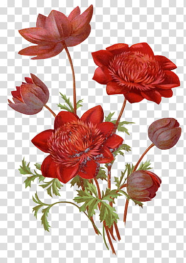 crazychuchu , red petaled flower painting transparent background PNG clipart
