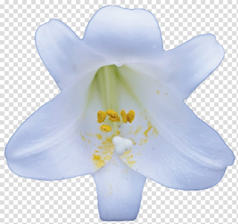 Blanca Easter Lily transparent background PNG clipart