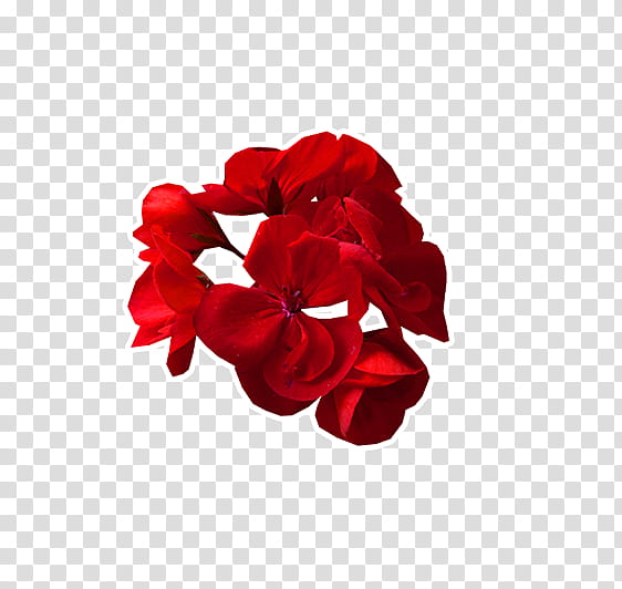 Flower, red geranium flowers art transparent background PNG clipart