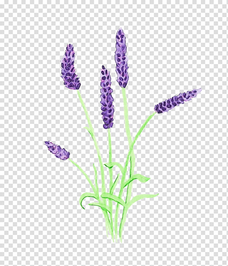 Purple Watercolor Flower, Paint, Wet Ink, Watercolor Painting, English Lavender, Art, Royaltyfree, Desktop transparent background PNG clipart