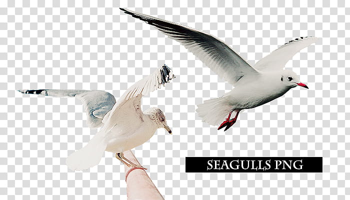 Seagulls, two white seagulls transparent background PNG clipart