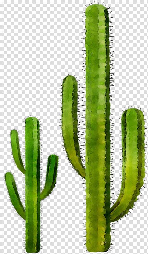 Cactus, Triangle Cactus, Tacos El Rey, Mexican Cuisine, Birch Road, Echinocereus, Food, Plant Stem transparent background PNG clipart