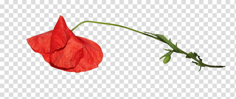 Poppy Flower, Petal, Plant Stem, Raceme, Poppies, Red, Leaf, Coquelicot transparent background PNG clipart
