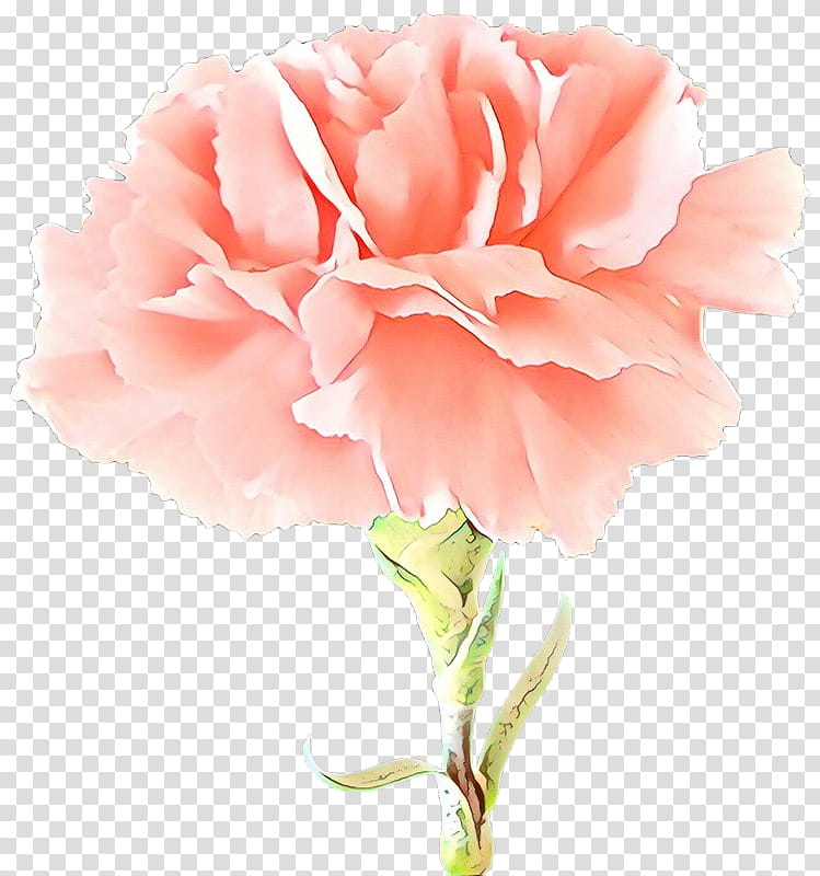 Garden roses, Cartoon, Flower, Flowering Plant, Pink, Petal, Cut Flowers, Carnation transparent background PNG clipart