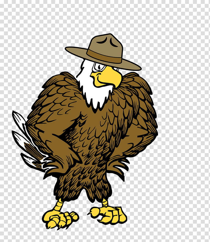 Golden, Bald Eagle, Golden Eagle, Bird, Bird Of Prey, Beak, Wing, Chicken transparent background PNG clipart