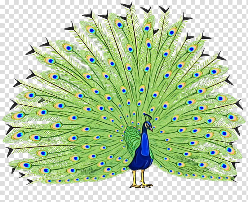 Watercolor, Paint, Wet Ink, Peafowl, Bird, Indian Peafowl, Feather, Cartoon transparent background PNG clipart