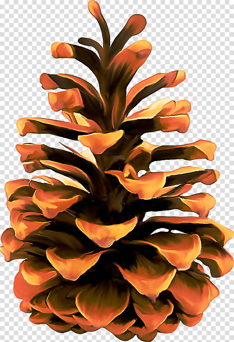 Orange, Sugar Pine, Conifer Cone, Plant, Red Pine, Tree, Pine Family, Flower transparent background PNG clipart