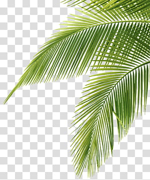 Tropical, palm tree leaf transparent background PNG clipart | HiClipart