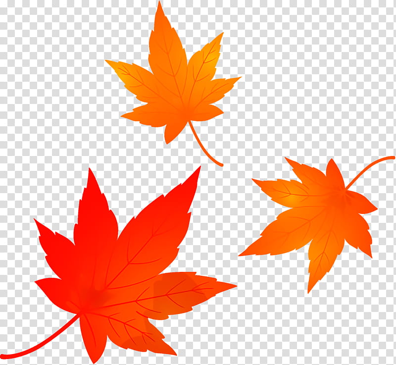 maple leaves autumn leaves fall leaves, Leaf, Maple Leaf, Tree, Orange, Plant, Woody Plant, Black Maple transparent background PNG clipart