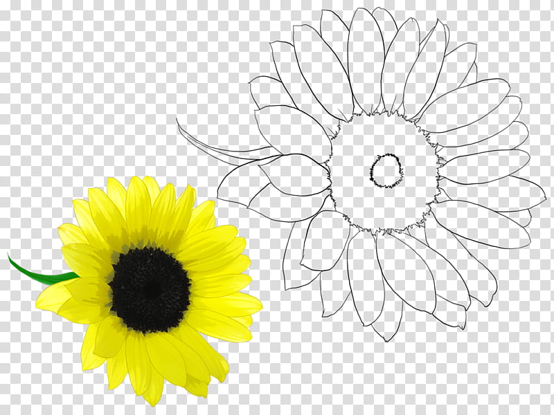Black And White Flower, Chrysanthemum, Oxeye Daisy, Floral Design, Cut Flowers, Drawing, Sunflower Seed, Sunflowers transparent background PNG clipart