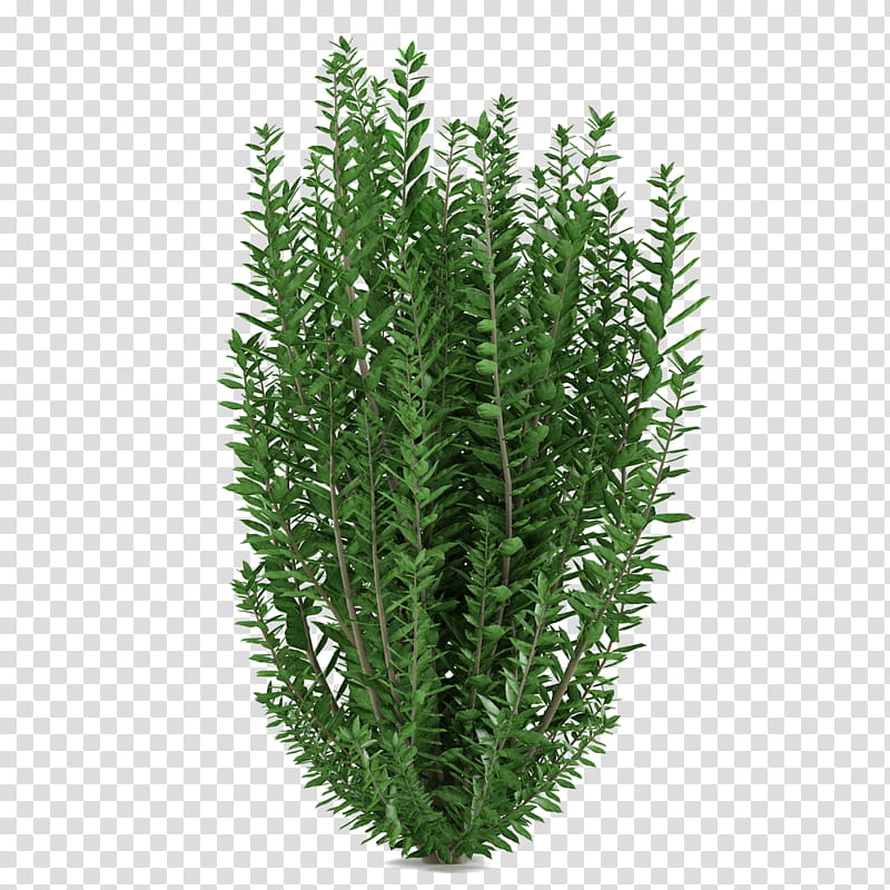 Cactuses and Plants, green-leafed plant transparent background PNG clipart