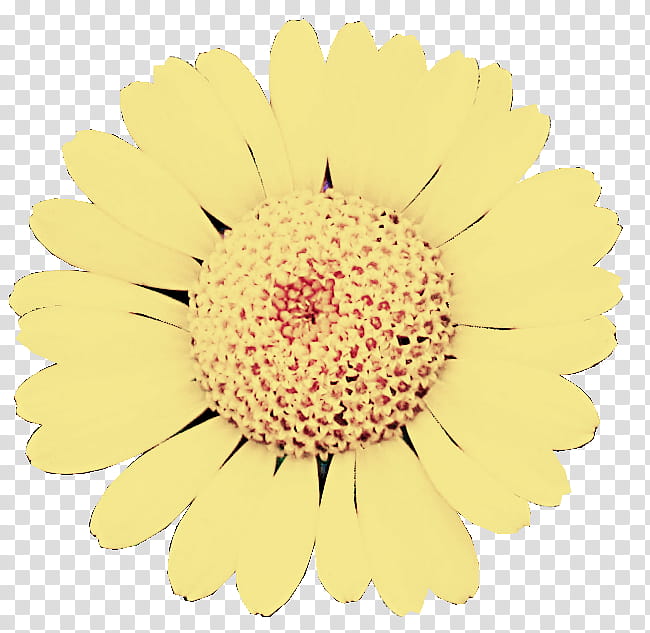 flower gerbera yellow barberton daisy cut flowers, Petal, Pollen, Plant, Chamomile transparent background PNG clipart