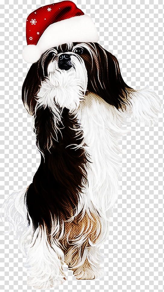 dog companion dog shih tzu tibetan terrier rare breed (dog), Rare Breed Dog, Sporting Group, Toy Dog, Long Hair, Puppy, Liver, Havanese transparent background PNG clipart