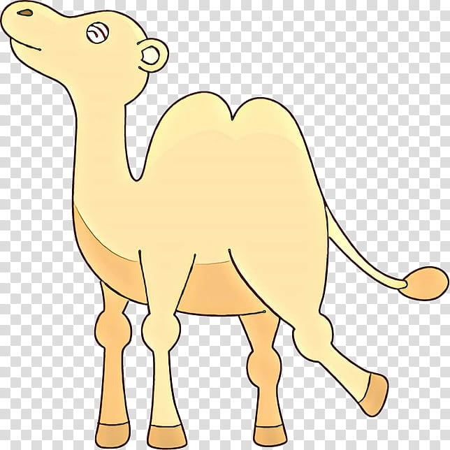 Llama, Dromedary, Beak, Snout, Neck, Animal, Camel, Camelid transparent background PNG clipart