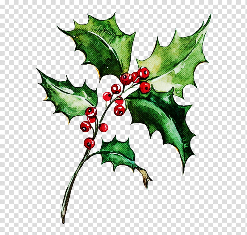 Holly, American Holly, Leaf, Plant, Tree, Plane, Flower, Hollyleaf Cherry transparent background PNG clipart