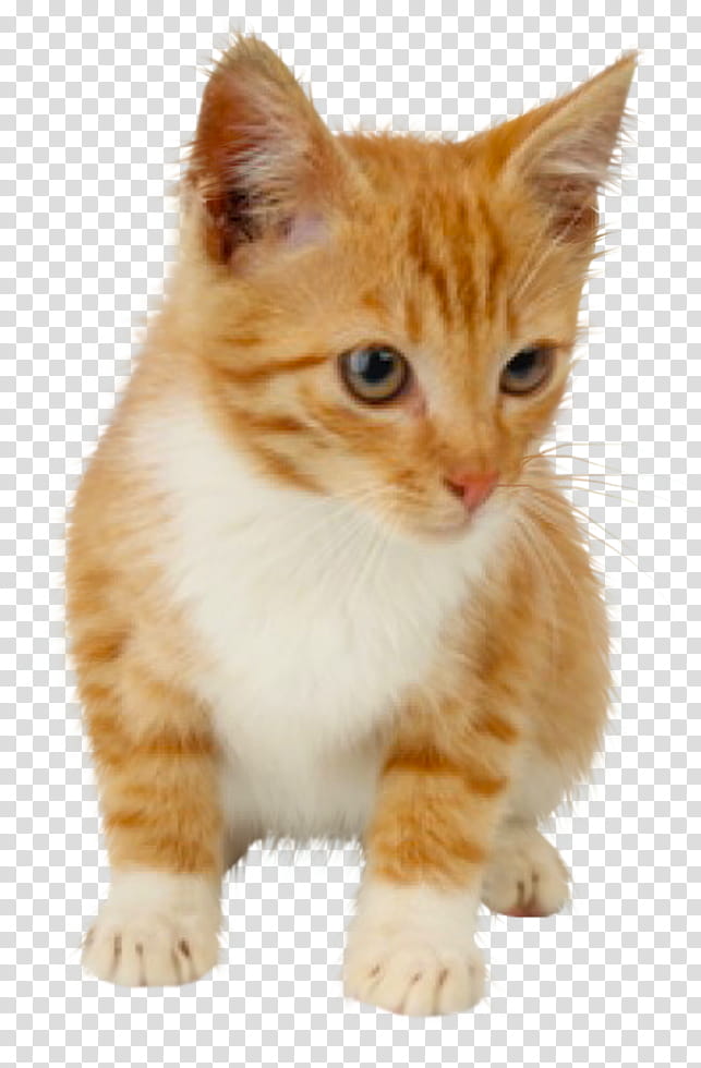 cats , orange tab transparent background PNG clipart