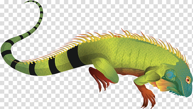 Green Iguana Reptile, Lizard, Marine Iguana, Animal, Common Iguanas, Animal Figure, Iguanidae, Scaled Reptile transparent background PNG clipart