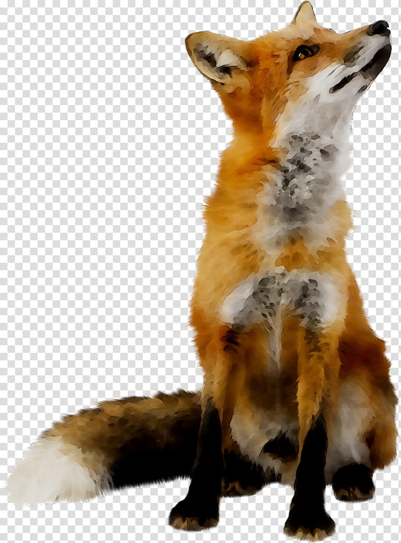 Fox Drawing, RED Fox, Wolf, Fennec Fox, Kit Fox, Wildlife, Dhole, Coyote transparent background PNG clipart