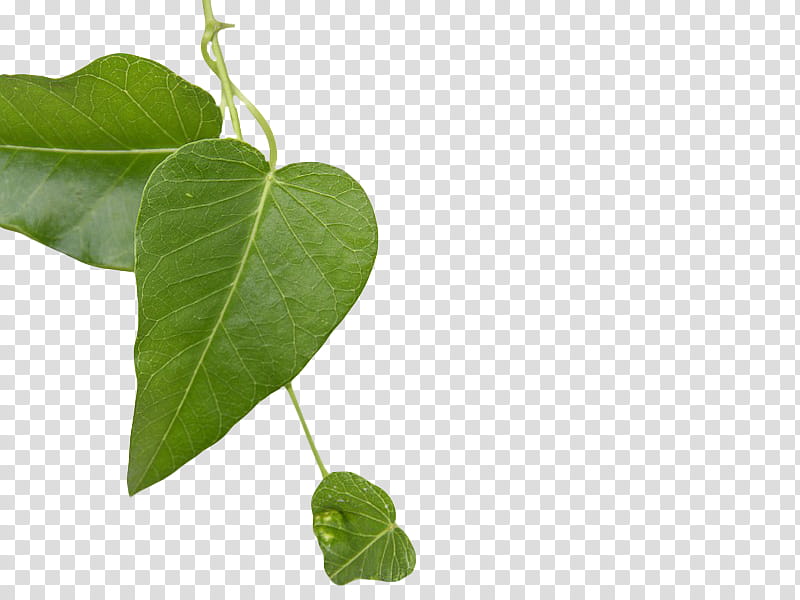 , three green leaves transparent background PNG clipart