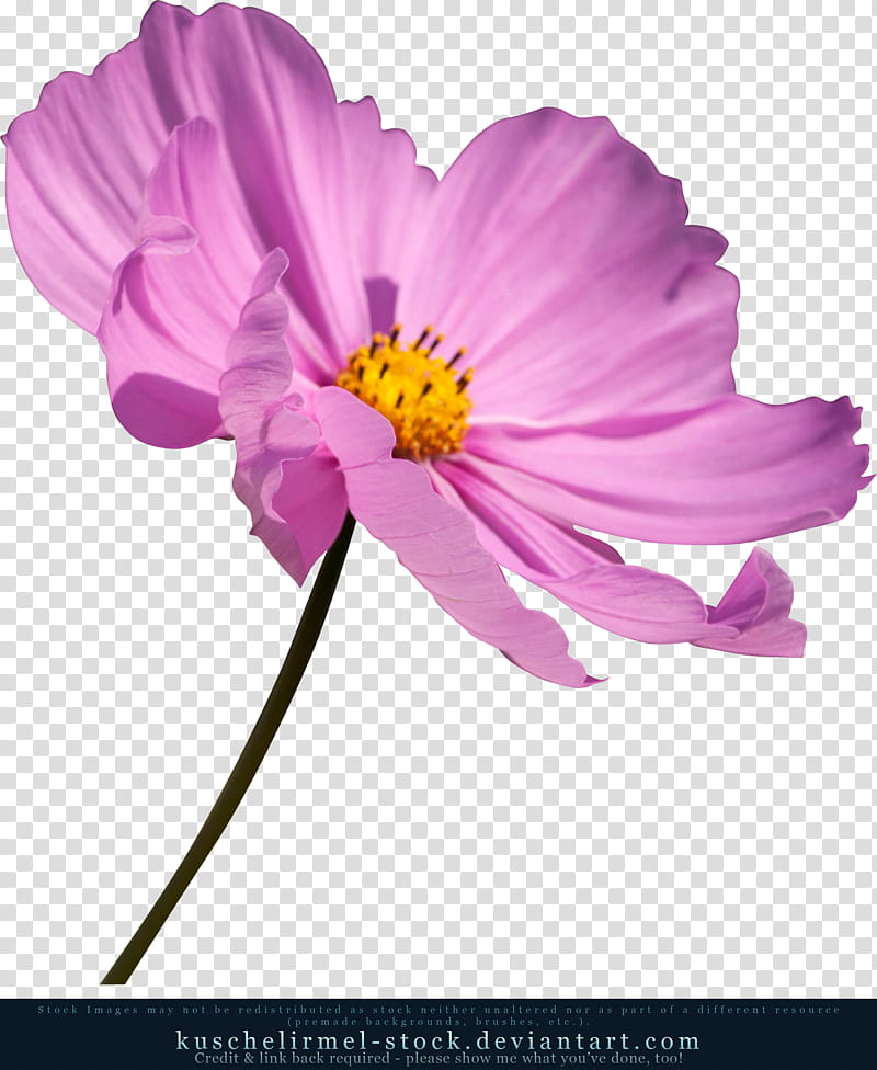 blooming purple petaled flower transparent background PNG clipart