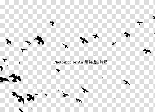 black, flock of birds transparent background PNG clipart