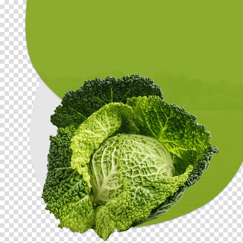 Green Grass, Cabbage, Sauerkraut, Food, Recipe, Savoy Cabbage, Ketogenic Diet, Vegetable transparent background PNG clipart