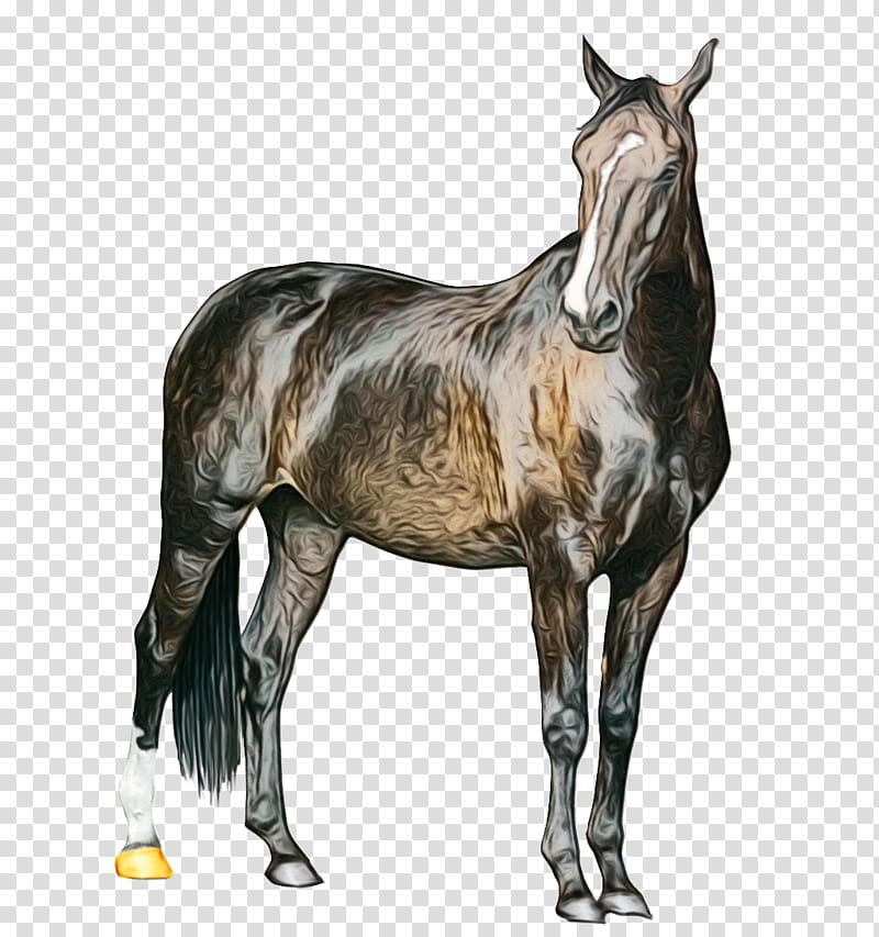 Horse, Mustang, American Paint Horse, Colt, Marwari Horse, White, Black, Collection transparent background PNG clipart