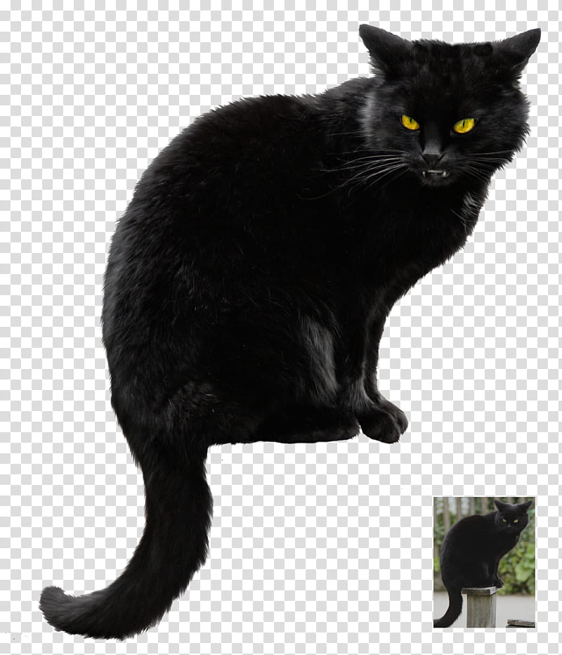 Black cat Halloween VS, black cat transparent background PNG clipart