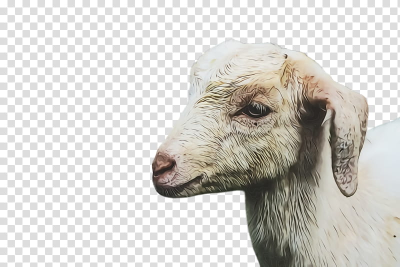 Eid Ul Adha Sheep, Lamb, Eid Al Adha, Dhu AlHijjah, Goat, Snout, Goats, Live transparent background PNG clipart