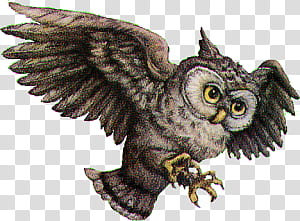Harry Potter, brown owl art transparent background PNG clipart