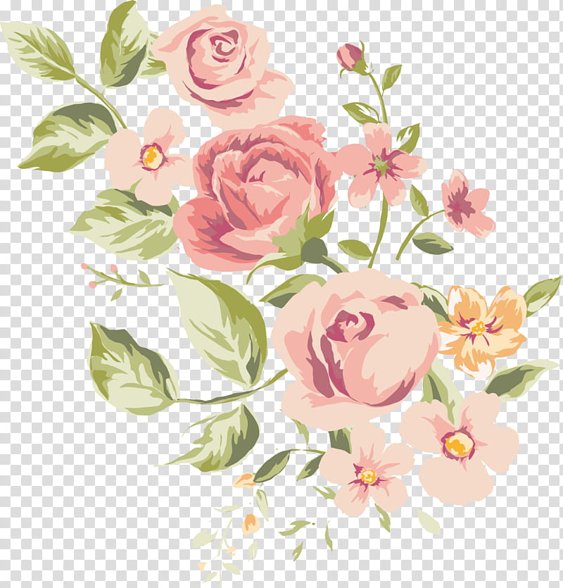 Drawing Of Family, Flower, Garden Roses, Cut Flowers, Cabbage Rose, Floral Design, Pink, Plant transparent background PNG clipart